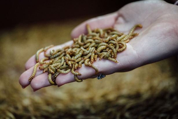 Czy hodowla owadów karmowych jest działalnością rolniczą? KIS wyjaśnia zwolnienie podatkowe