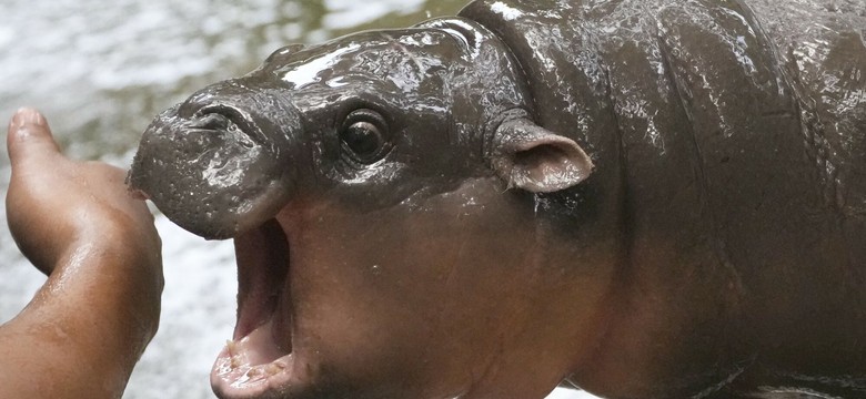 Sensacja w tajlandzkim zoo. Hipopotam karłowaty stał się megagwiazdą sieci