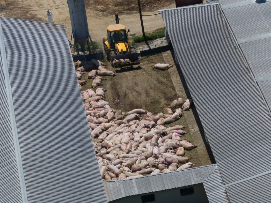 Farma svinja