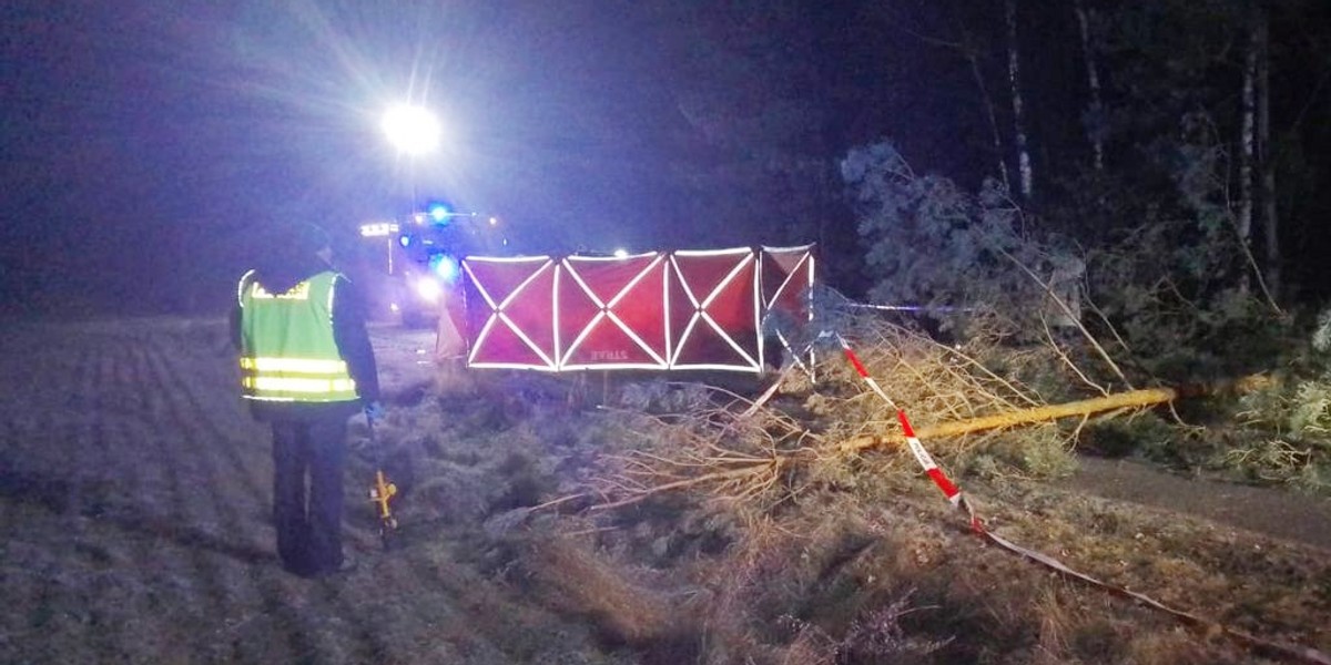 Wypadek pod Wieluniem (Łódzkie). Citroen ściął drzewa w lesie. Kierowca nie żyje 