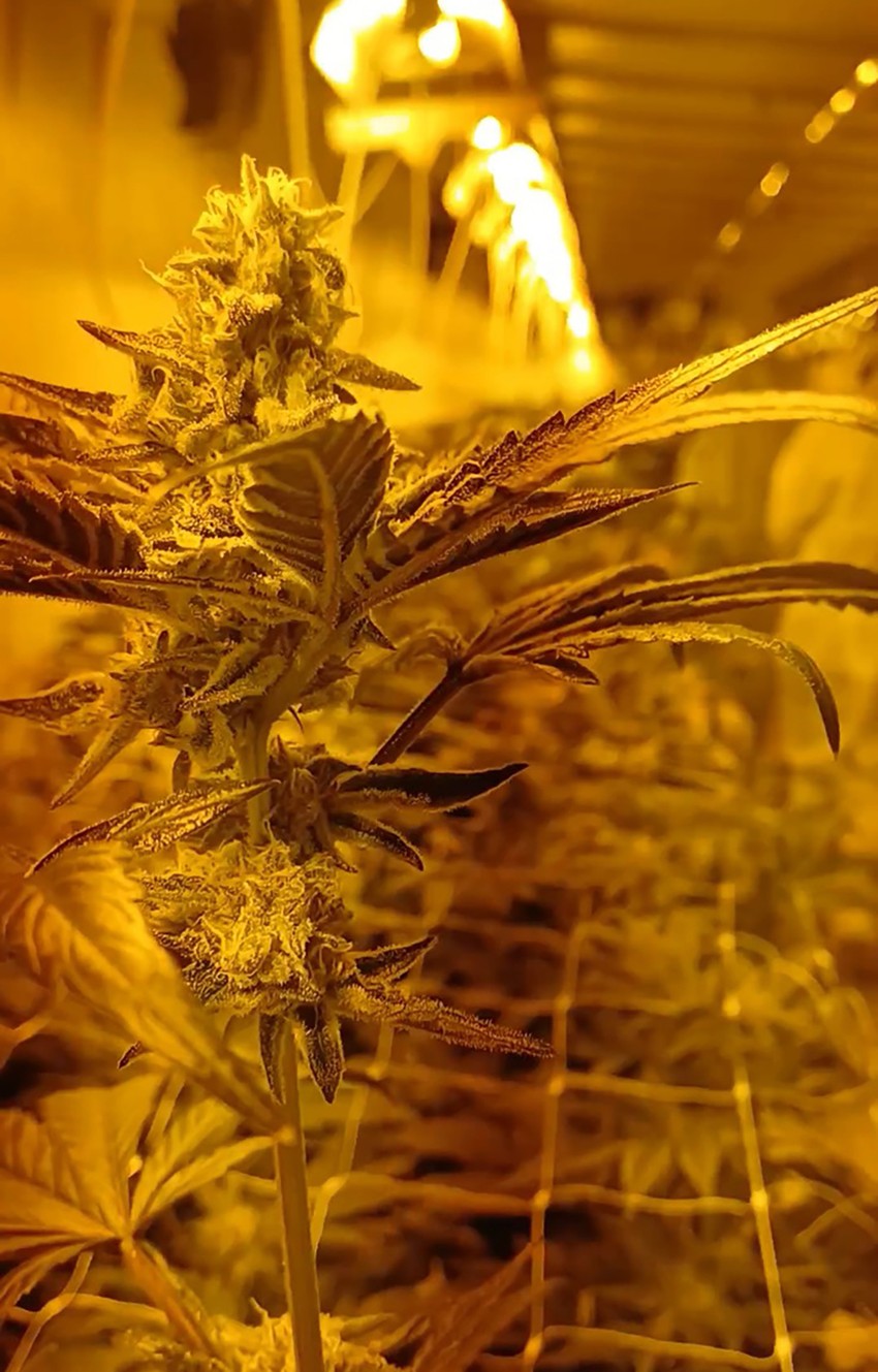 hapšenje, droga Zrenjanin