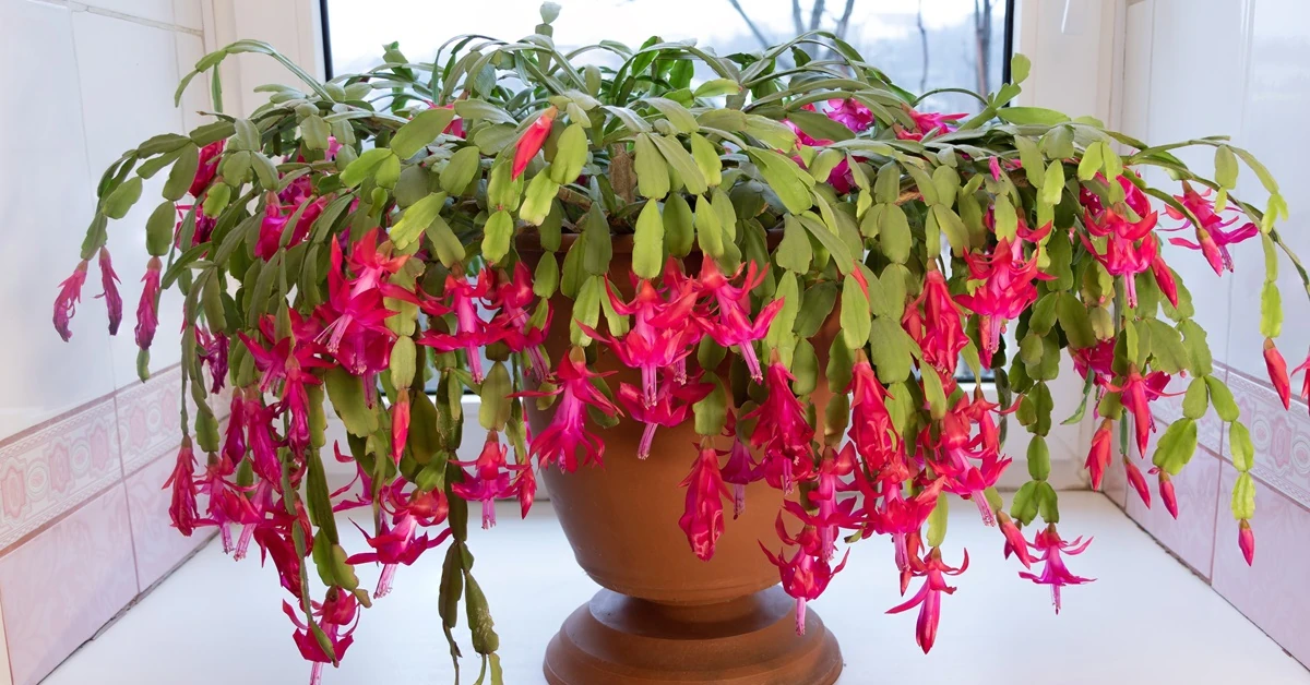 Kwiat grudnik - jak dbać i podlewać, aby zakwitł w grudniu na Boże Narodzenie