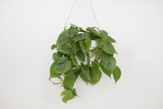 łac. philodendron cordatum