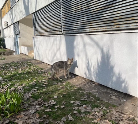 Neobična životinja na Novom Beogradu