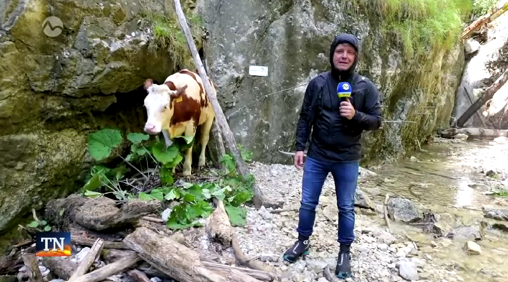 Na ferate Kyseľ uviazla krava.