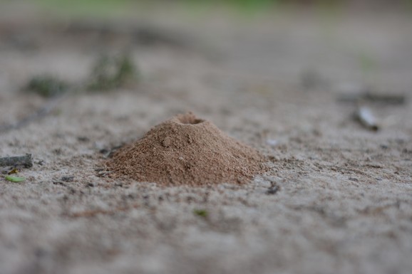 UNIŠTAVAJU VAM TRAVNJAK I TIHO PRAVE KOLONIJE POD ZEMLJOM 5 potpuno prirodnih načina da zauvek uklonite mravinjake iz dvorišta