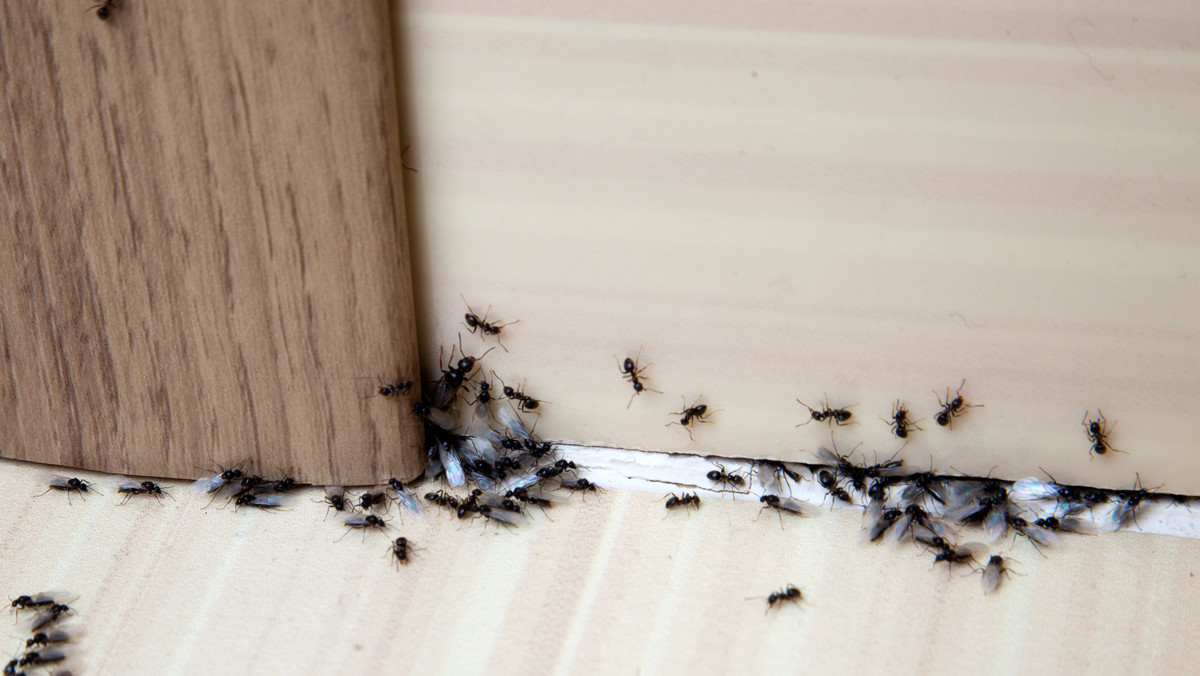 Mrówki w kuchni, jak się ich pozbyć