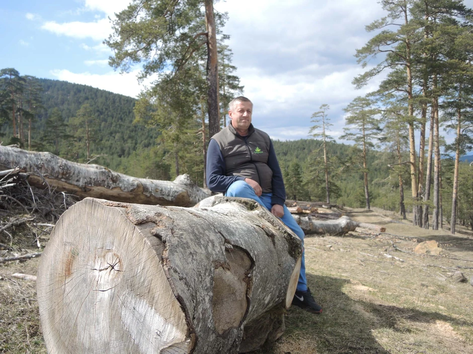 Mišo Udovičić zarađuje od sečenja i izvlačenja građe po zlatiborskim šumama