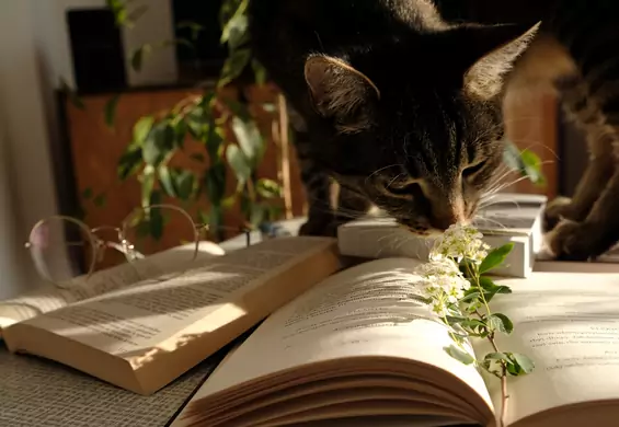 Mam kota i kocham rośliny. Zapytałam weterynarza, jak to pogodzić