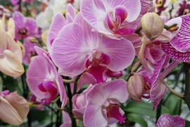 Đubrivo od kog će ORHIDEJE I LJILJANI bujati kao ludi: U vodu dodajte ovaj sastojak iz kuhinje i gledajte ČUDO