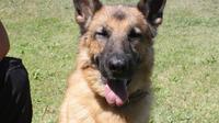 Sara, policyjny pies wyszkolony do szukania ludzkich zwłok