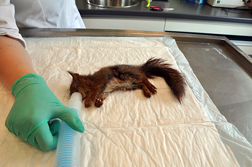 Postrzelona z wiatrówki wiewiórka trafiła na operację do lecznicy ADA