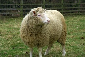 Dolly the Sheep