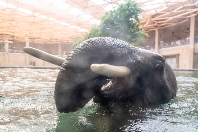 Syn dołączył do ojca! Słoń Kyan nowym lokatorem Orientarium w Łodzi