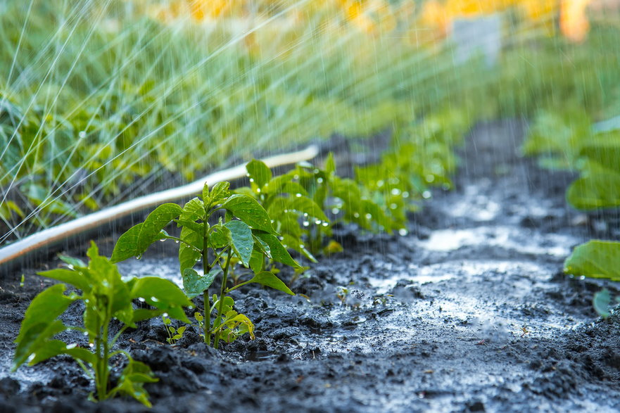 System nawadniania zapewnia równomierny dopływ wody dla roślin - denfotoblog/stock.adobe.com