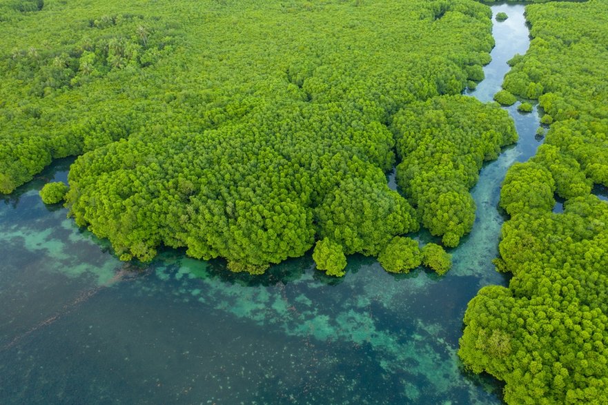 Każdego dnia w Amazonii wycina się powierzchnię odpowiadającom ponad 300 boiskom piłkarskim