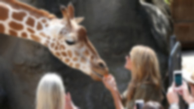 Heidi Klum karmi żyrafy