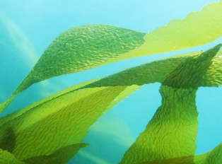 Oceaniczne glony urosły na dymie i popiele z australijskich pożarów