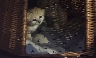 Sukces w gdańskim Zoo! Sześć kotów pustynnych przyszło na świat