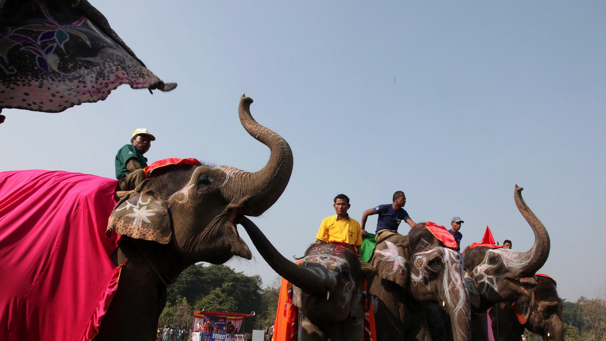 Chitwan, konkurs piękności dla słoni