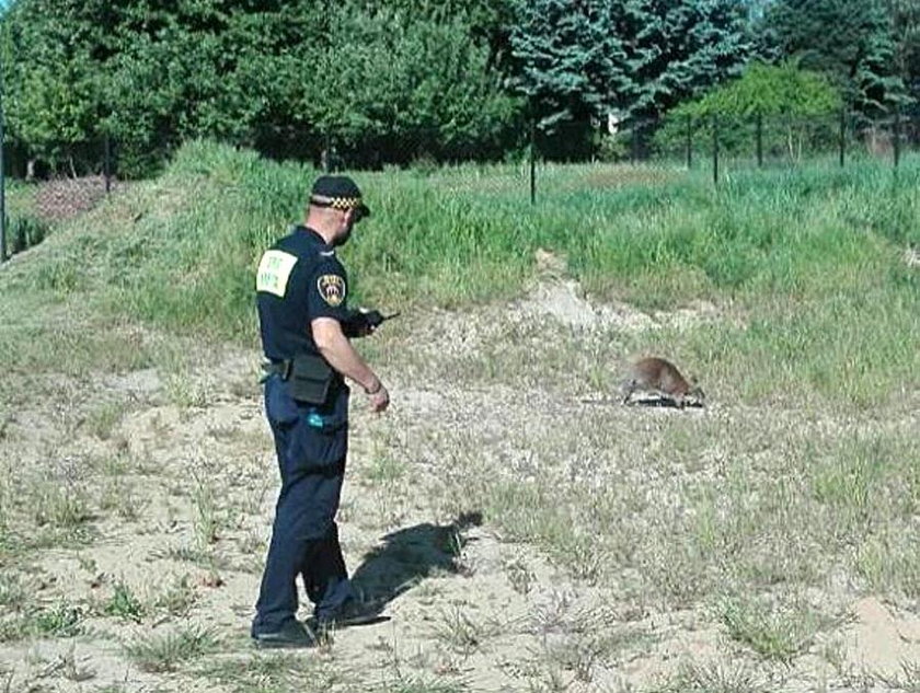 Kangur jest już  bezpieczny