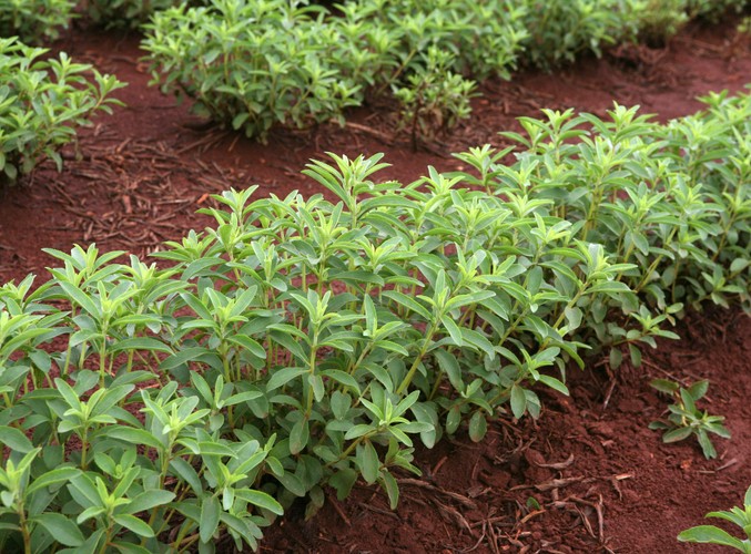 Stewia zamiast cukru