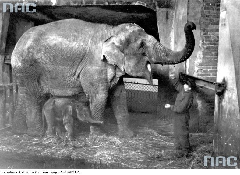 Tuzinka i jej mama Kasia w warszawskim zoo w 1937 r.