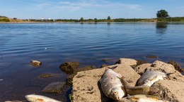 Rtęć w Odrze? Lekarze: ryzyko uszkodzeń narządów, a nawet zgonu