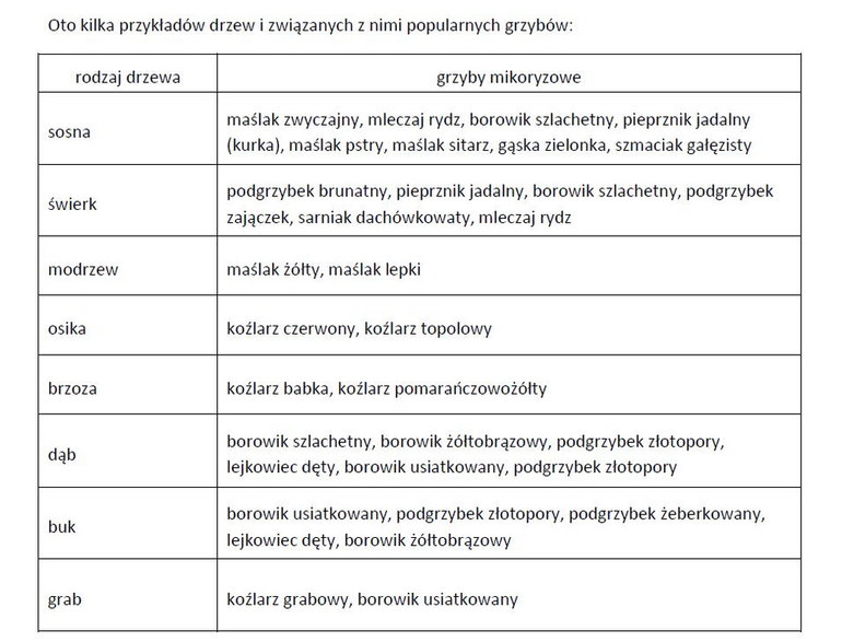 Przykłady drzew i związanych z nimi popularnych grzybów - Fajny Ogród