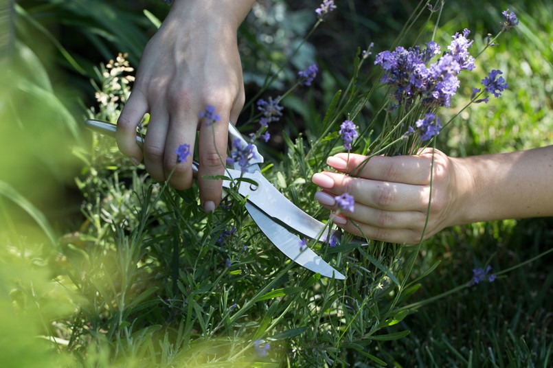 Lawenda Woman,Cuts,The,Lavender,Scissors.,Woman,Cuts,A,Lavender,Bouquet