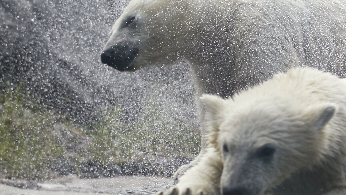 Topnienie lodu arktycznego zagraża populacji niedźwiedzi polarnych z Zatoki Hudsona w Kanadzie, wpływając na spadek liczby narodzin - informują naukowcy w piśmie "Nature Communications".
