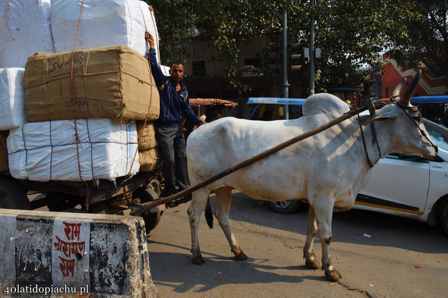 Indie, New Delhi, dzielnica Old Delhi