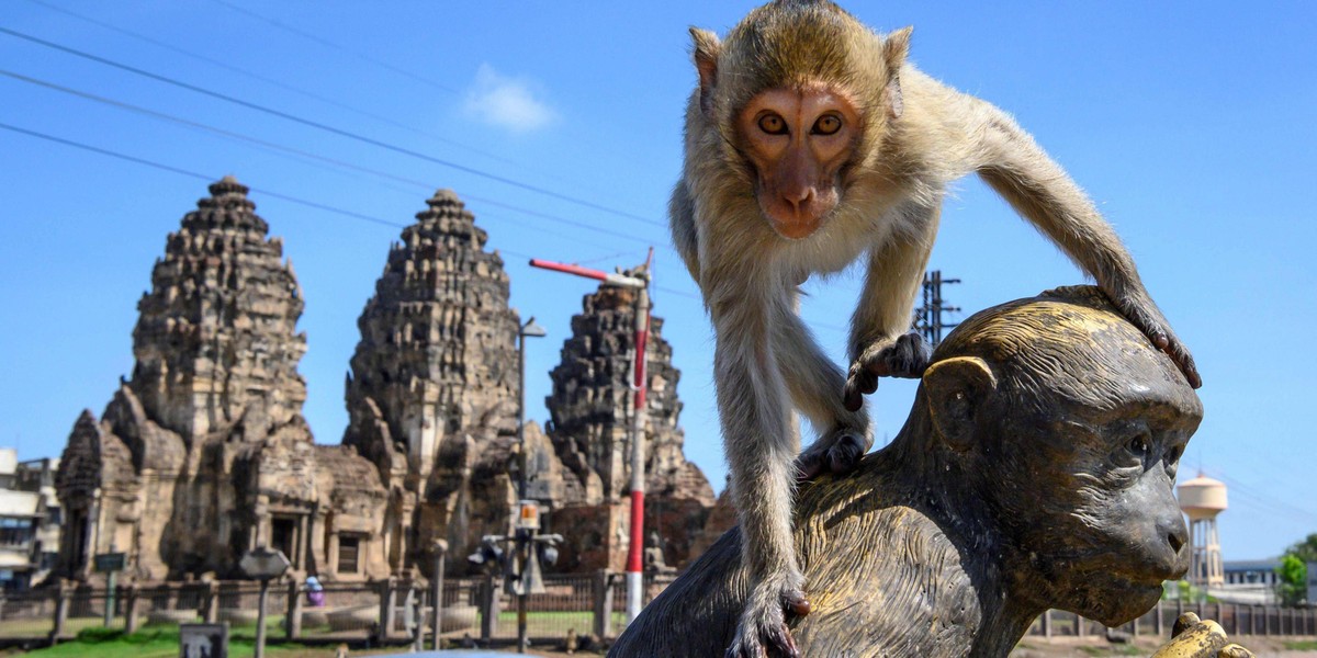 Małpy sieją postrach w tajskim Lopburi