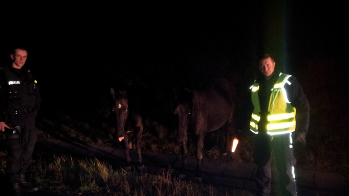 Policjanci ze Skoczowa zostali wezwani na nietypową interwencję. Kierowcy jadący ekspresówką Cieszyn-Bielsko zauważyli biegające przy drodze dwa konie.