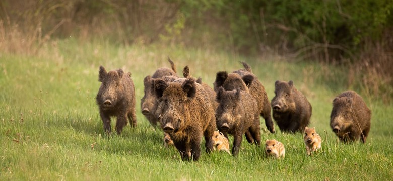 Dzik ukradł nudyście torbę z laptopem. "Natura kontratakuje!"