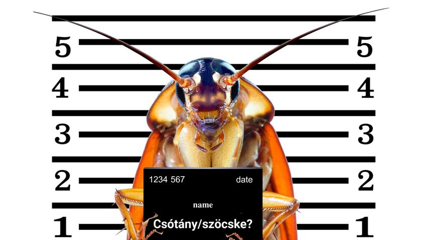 csótány borostyán őslénytan kutatás