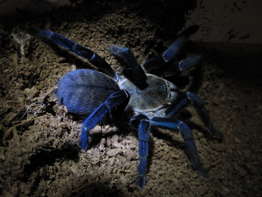 Kobaltno plava tarantula