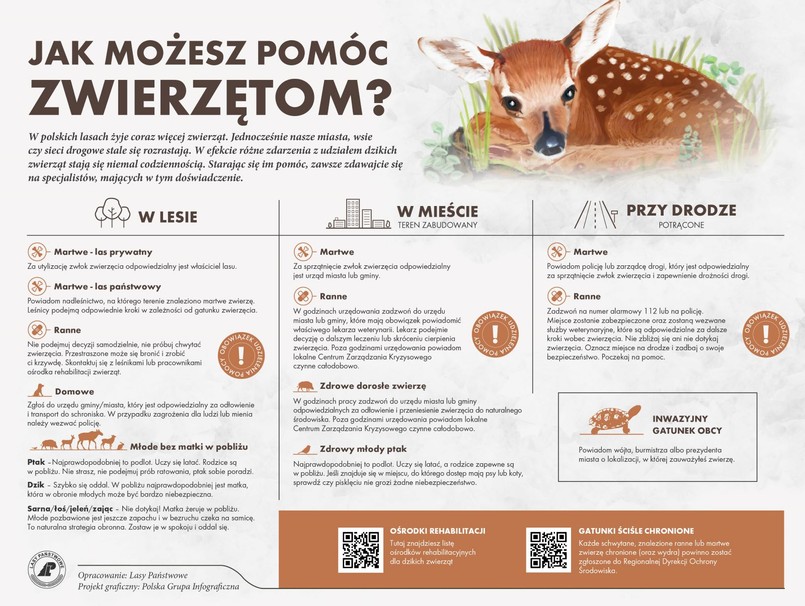Znalezione dzikie zwierzę - co zrobić?