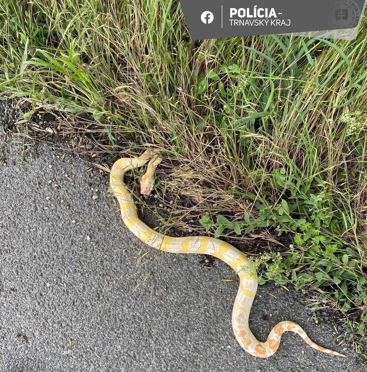 Pri Bellovej Vsi našli na ceste šesť hadov.