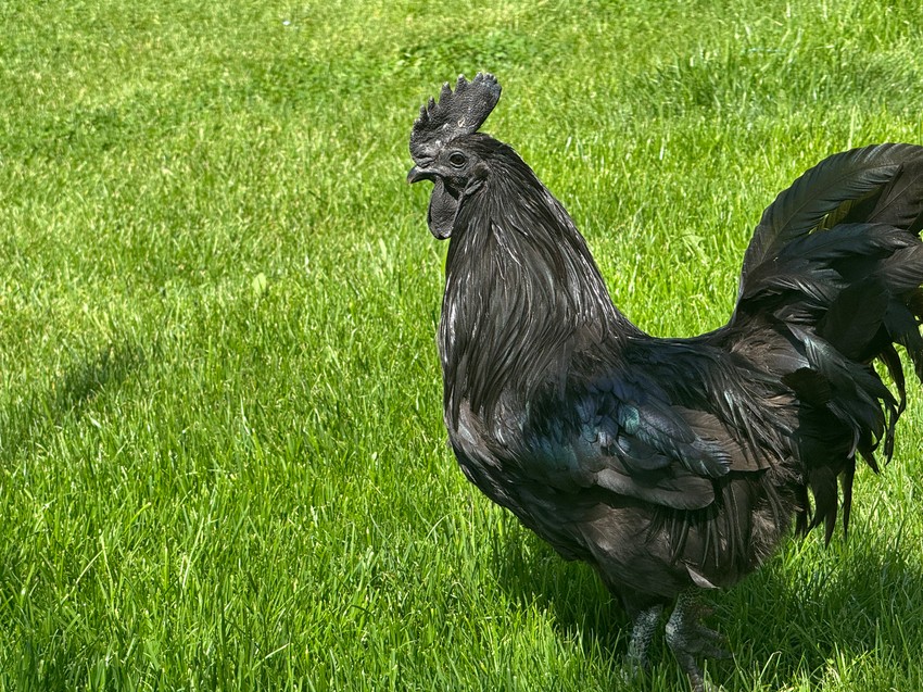 Najskuplje kokoške na svetu