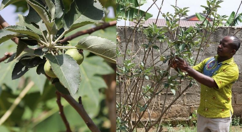 CSIR finally confirms growth of apple at Atimatim Taaboum in the Ashanti region