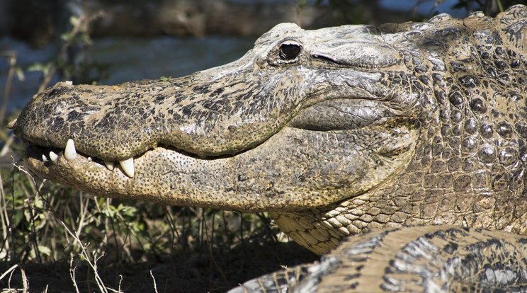 Holttesttel a szájában találtak rá egy aligátorra Floridában / Illusztráció: Northfoto