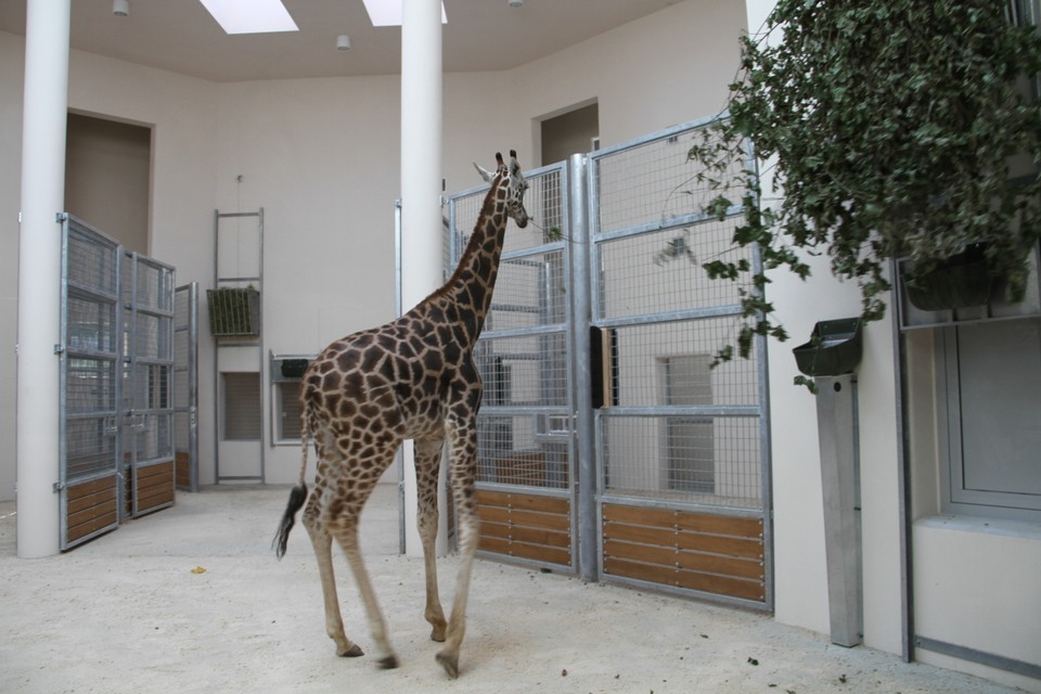 Malman, Denar i Malik - żyrafy z krakowskiego zoo