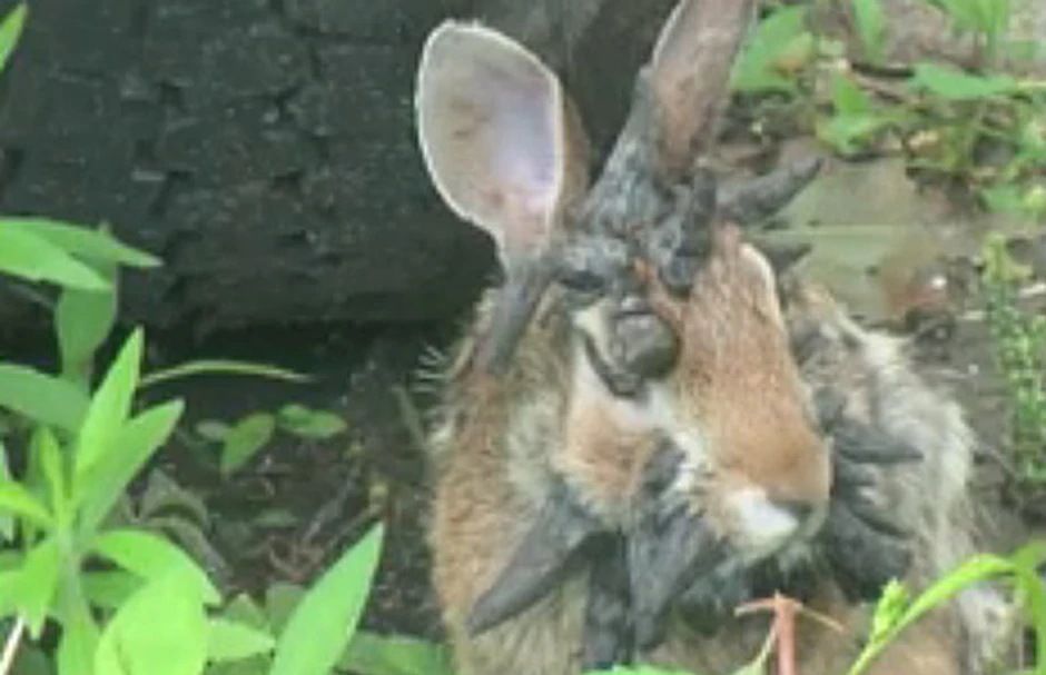 Rožnati izraštaji na glavi zapravo su posledice retkog oblika papiloma virusa