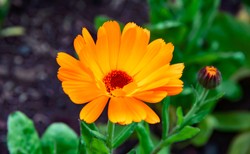 Leczy stany zapalne, przyspiesza gojenie się ran: NAGIETEK