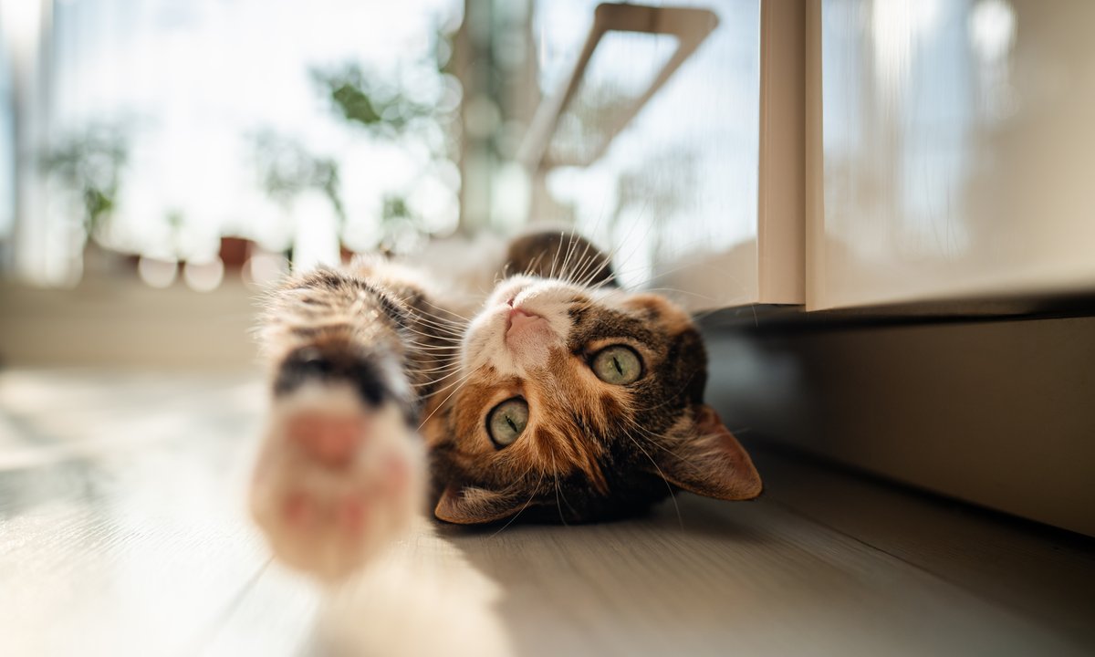 Dlaczego koty przeciągają się na nasz widok? To nie jest błahy gest, jak nam się wydaje