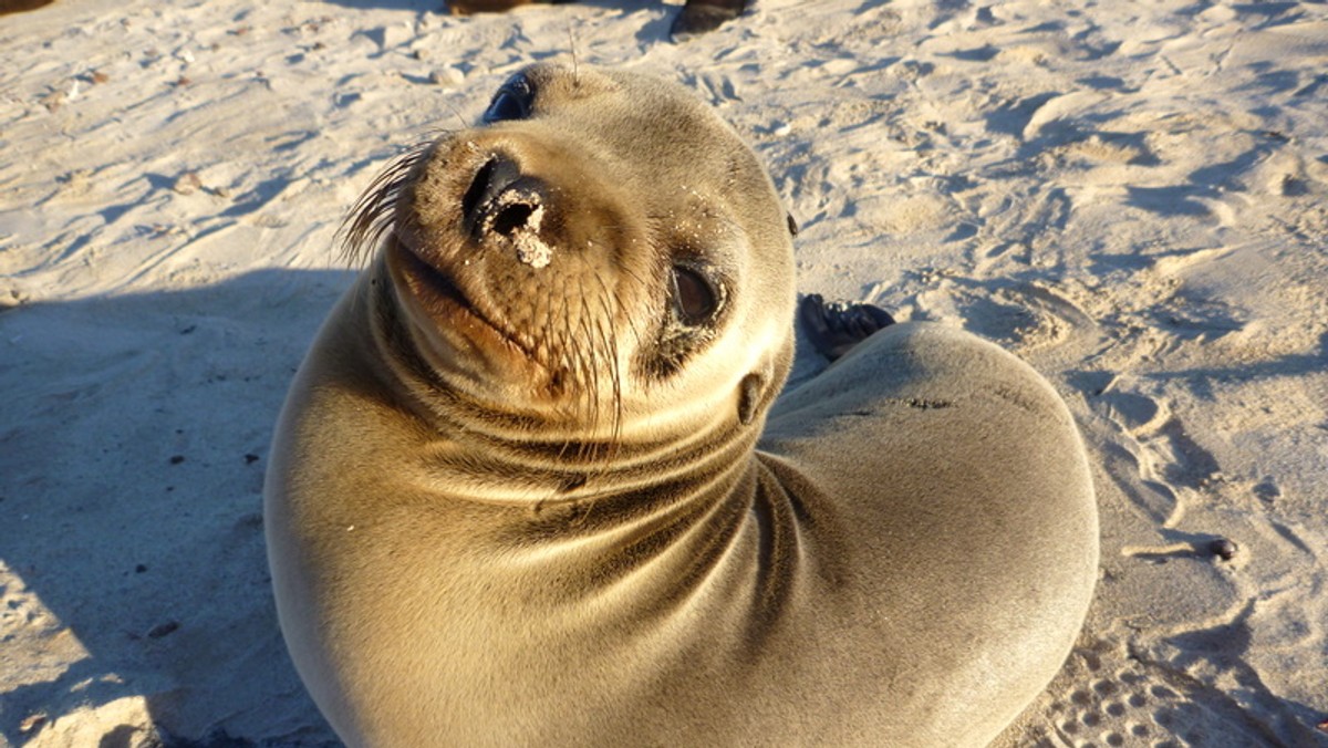 Wyspa Galapagos