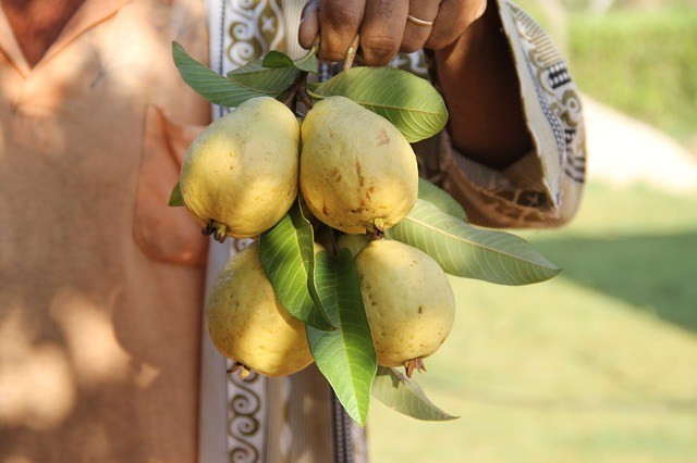 Guava fruit and leaves [long nigerian hair]