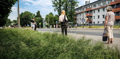 Miasto zapomniało o koszeniu trawy?