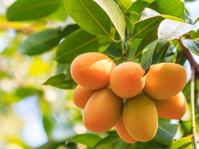 Mango